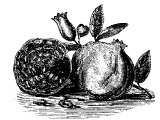 Pomegranate (Punica granatum) Heb. RiMON (Num.20.5, Deut.8.8, Song.8.2, 1King.7.18, 2King.25.17, Jer.52.22, Ex.28.33)